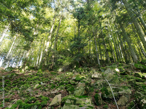 Hotzenwald im Südschwarzwald - Am Heuberg richtung Pirschweg nach Klingenfelsen, Historische Wallmauer und Solfelsen ein Naturdenkmal