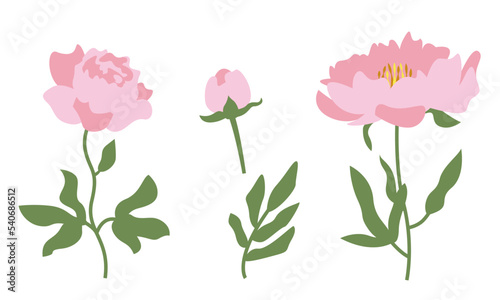 Set of peonies. Wildflower design elements in flat style.