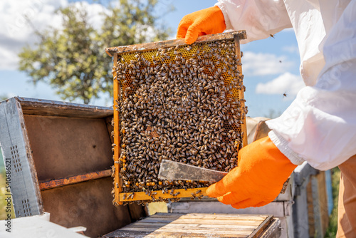 hands of a beekeeper protected with orange gloves to avoid stings checks one of his honeycombs full of bees from the hive