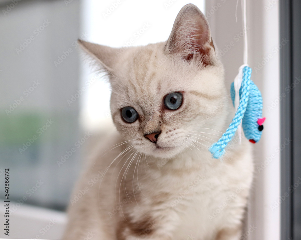 Purebred marble British teenage cat of Chinchilla color on the background of the window. British shorthair chocolate marble kitten