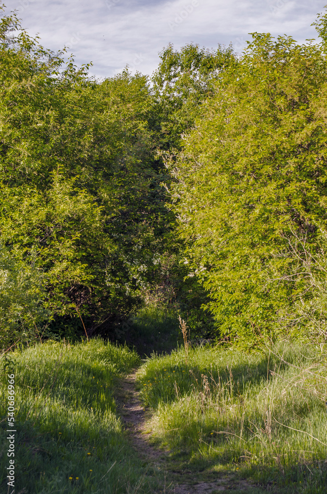 Fototapeta premium path in the forest