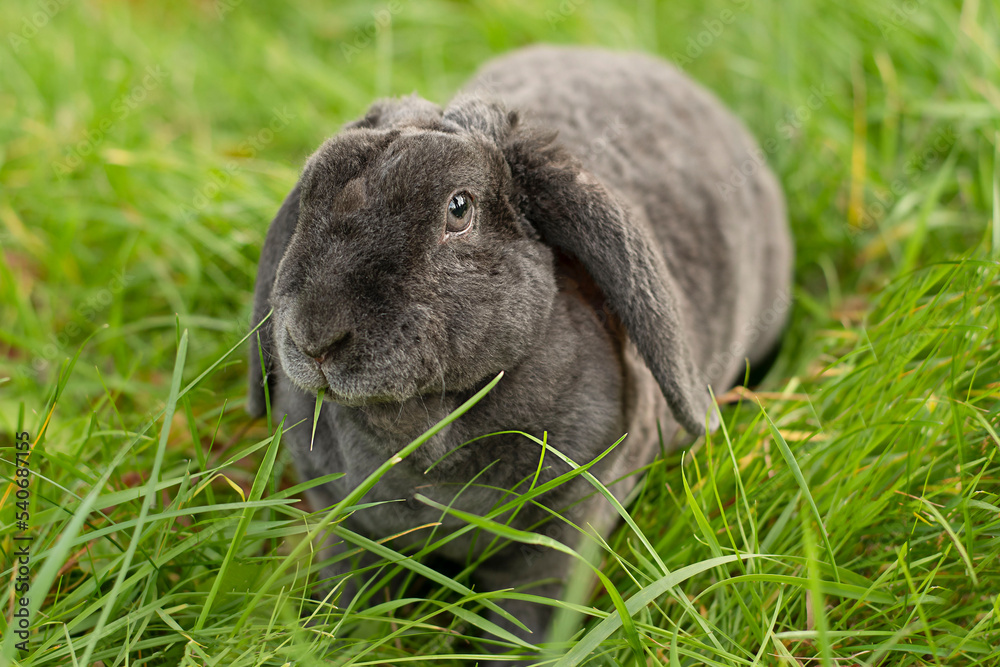 A beautiful gray rabbit with long ears sits on the grass. Symbol of the year 2023. A beautiful gray rabbit with long ears sits on the grass. Symbol of the year 2023.