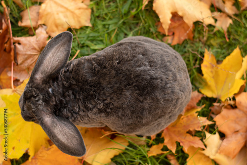 Beautiful gray rabbit in autumn leaves, top view. Symbol of the year. Concept.