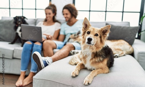 Photography Man and woman couple using laptop sitting on sofa with dogs at home