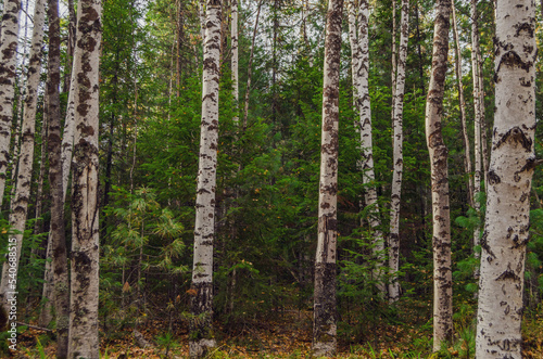 trees in the forest