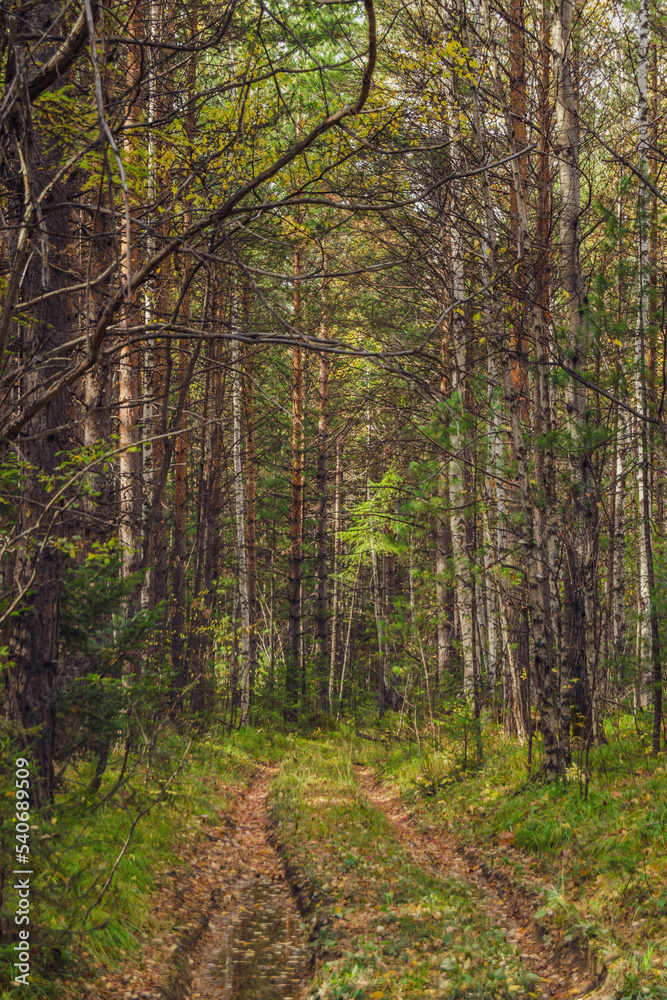 path in the woods