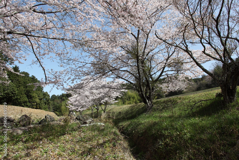 山里の桜　