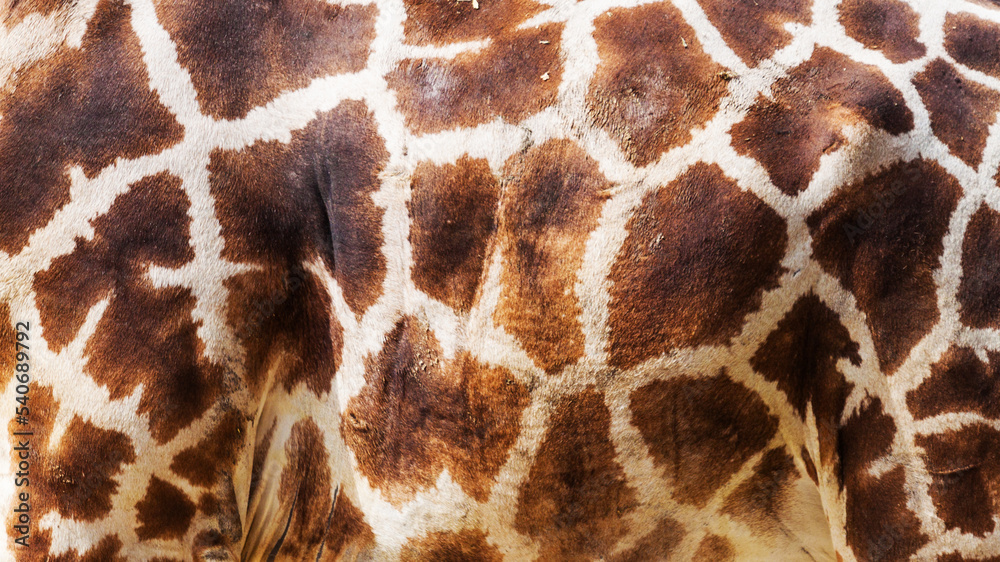 Peau de la girafe Peau de la girafe