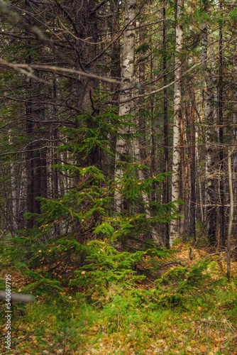 forest in autumn © Данил Куницын