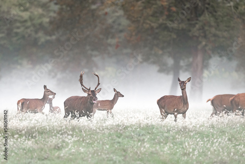Deer male with females wrapped by mist (Cervus elaphus)