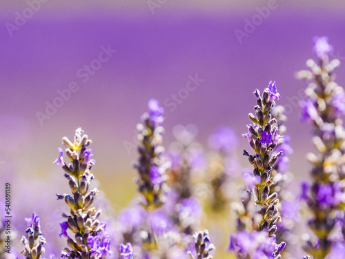 Lavender flowers on field