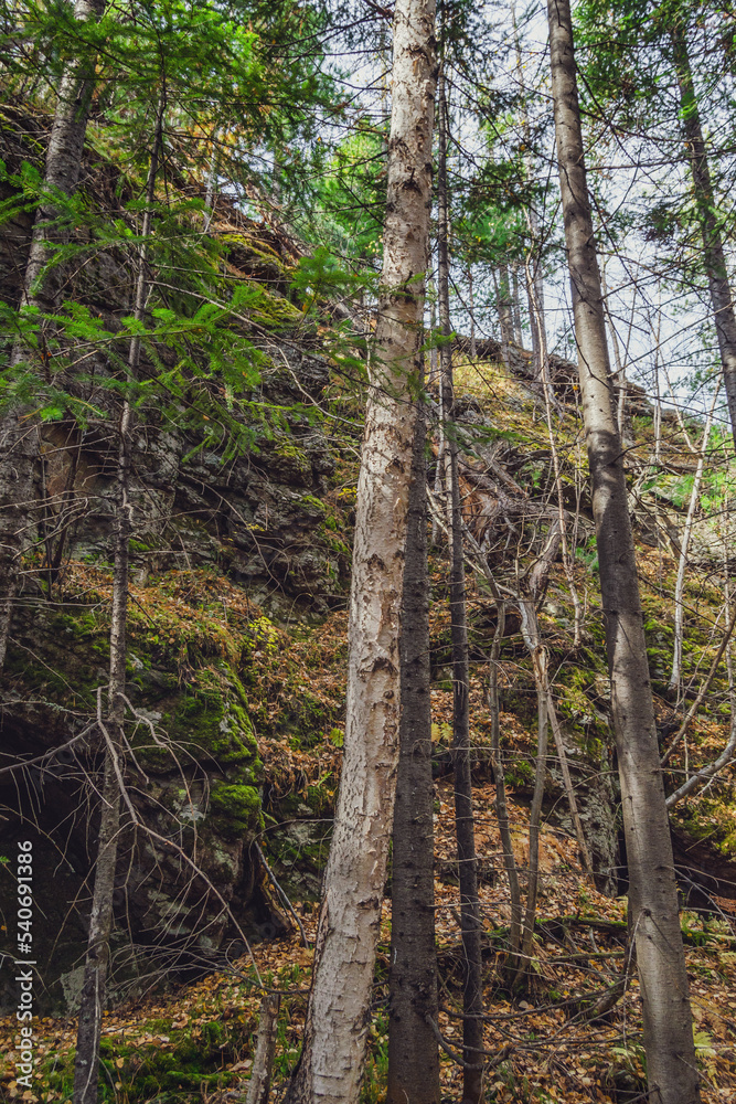 Fototapeta premium trees in the woods