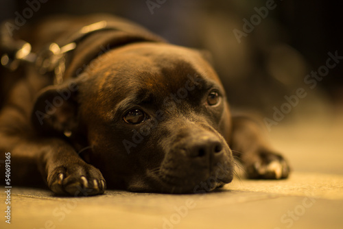 Portrait of a staffordshire terrier dog