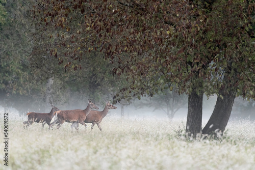 Coming out of the woods  deer females wrapped by fog in the wild  Cervus elaphus 