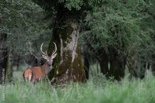 Wild Alps, red deer male in the forest at dusk (Cervus elaphus)