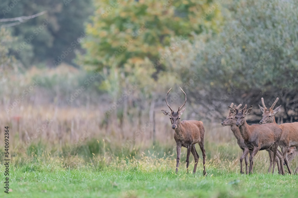 Herd of young deer in the wild (Cervus elaphus) Herd of young deer in the wild (Cervus elaphus)