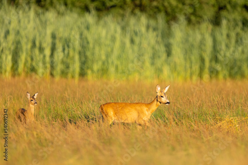 Fototapeta Naklejka Na Ścianę i Meble -  Roe deer (Capreolus capreolus) , standing on a meadow.