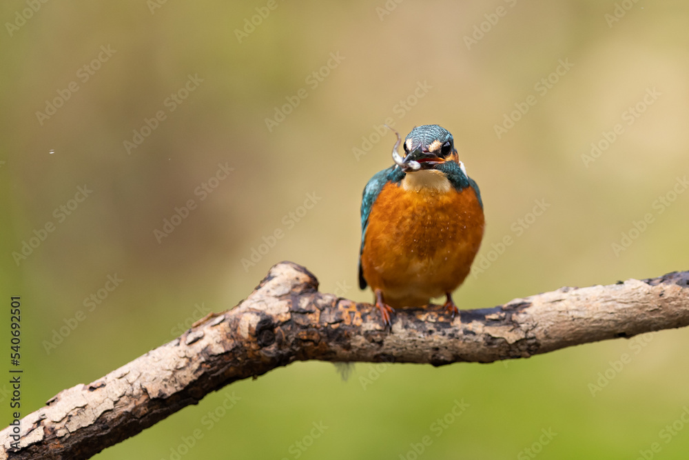 Common Kingfisher (Alcedo atthis)
sitting on a branch. wildlife scenery Common Kingfisher (Alcedo atthis)
sitting on a branch. wildlife scenery