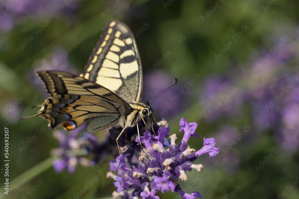 Swallowtail butterfly on a purple flower Swallowtail butterfly on a purple flower