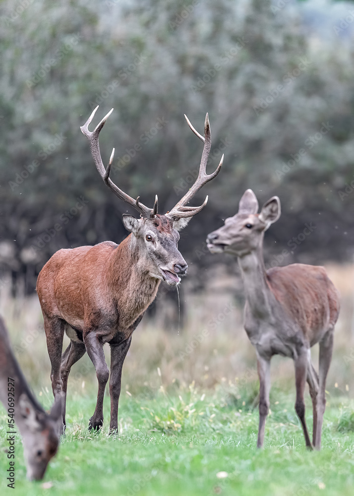 Vertical portrait of red deer male with female (Cervus elaphus) Vertical portrait of red deer male with female (Cervus elaphus)
