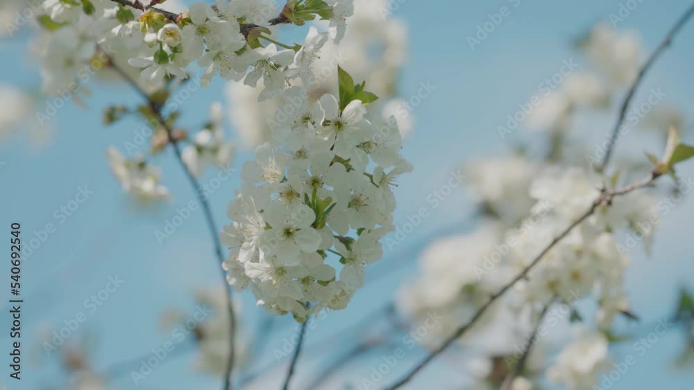 Cherry blossom, a branch with flowers in a rural garden. Agriculture, life outside the city Cherry blossom, a branch with flowers in a rural garden. Agriculture, life outside the city