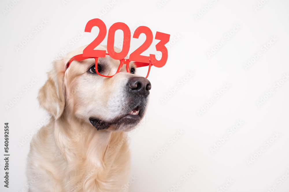 Dog in glasses 2023 for the new year. Golden Retriever for Christmas sitting on a white background with red glasses. Postcard with space for text for the new year with a pet. - obrazy, fototapety, plakaty 