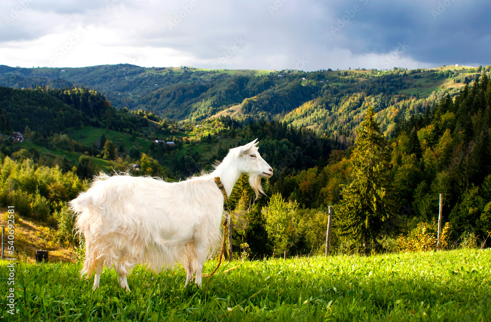 Fototapeta premium A white goat stands on a hillside against the backdrop of the Carpathian mountains on a sunny autumn day