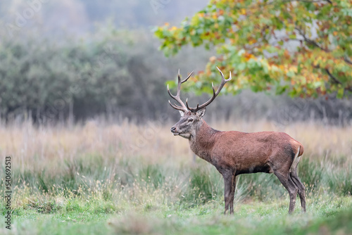 Red deer male in the autumn season  fine art portrait  Cervus elaphus 