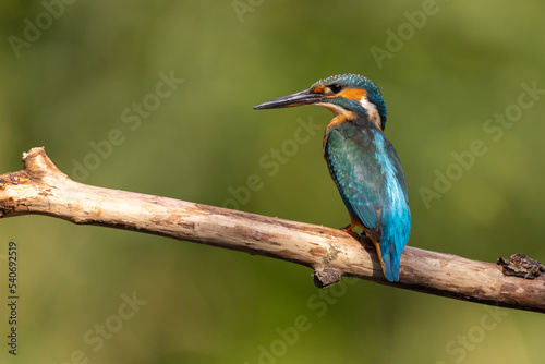 Common Kingfisher (Alcedo atthis) sitting on a branch. wildlife scenery