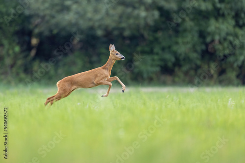 Roe deer female running on the meadow  (capreolus capreolus) wildlife scenery