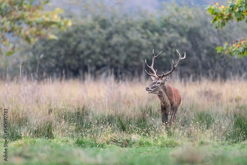 Under the rain  fine art portrait of Red deer male  Cervus elaphus 