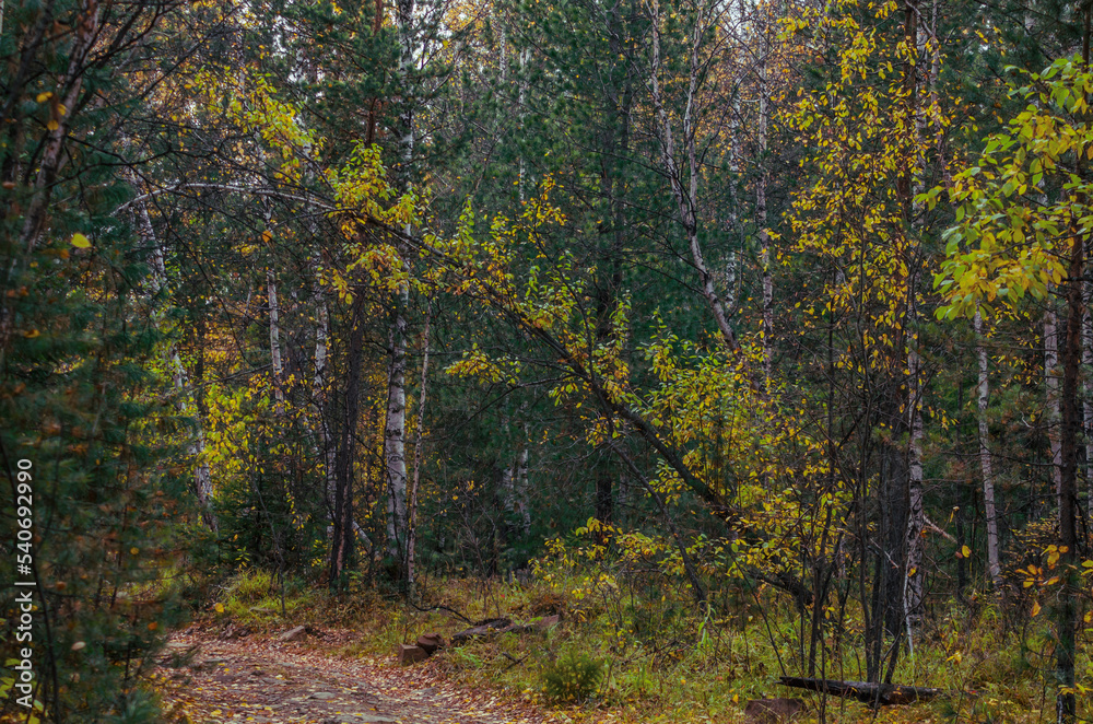 autumn forest background