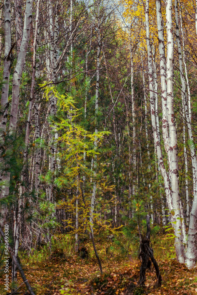 Fototapeta premium forest in autumn