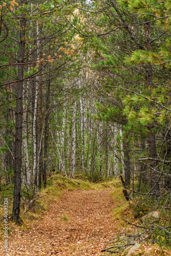 path in autumn forest