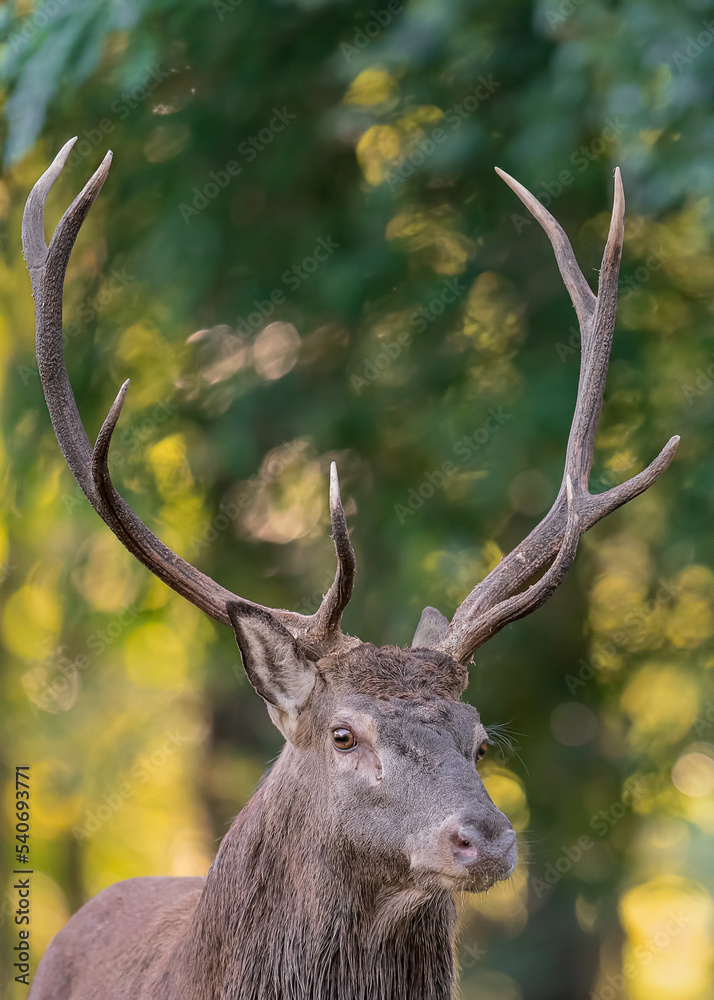 The king of the forest at sunrise (Cervus elaphus) The king of the forest at sunrise (Cervus elaphus)