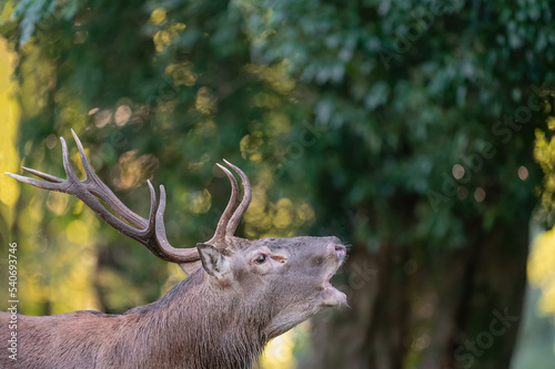 The roar, majestic deer male in the rutting season (Cervus elaphus)