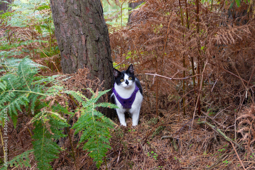 Pretty black and white cat in harness and on lead enjoying a walk out in the English countryside in woodlands, being an adventure cat is such fun. Pretty black and white cat in harness and on lead enjoying a walk out in the English countryside in woodlands, being an adventure cat is such fun.