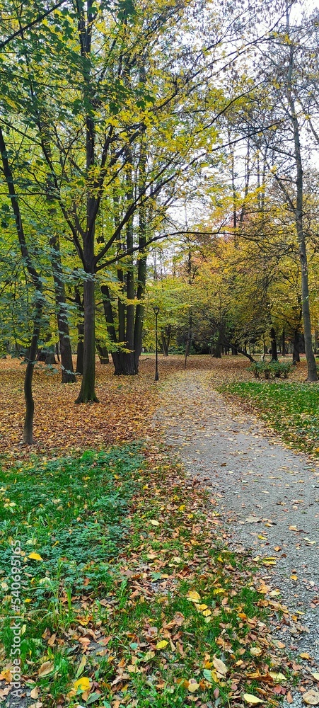 autumn in the park
Jesień w parku