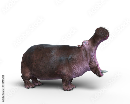 3D rendering of a Hippopotamus in aggressive pose isolated on a transparent background.