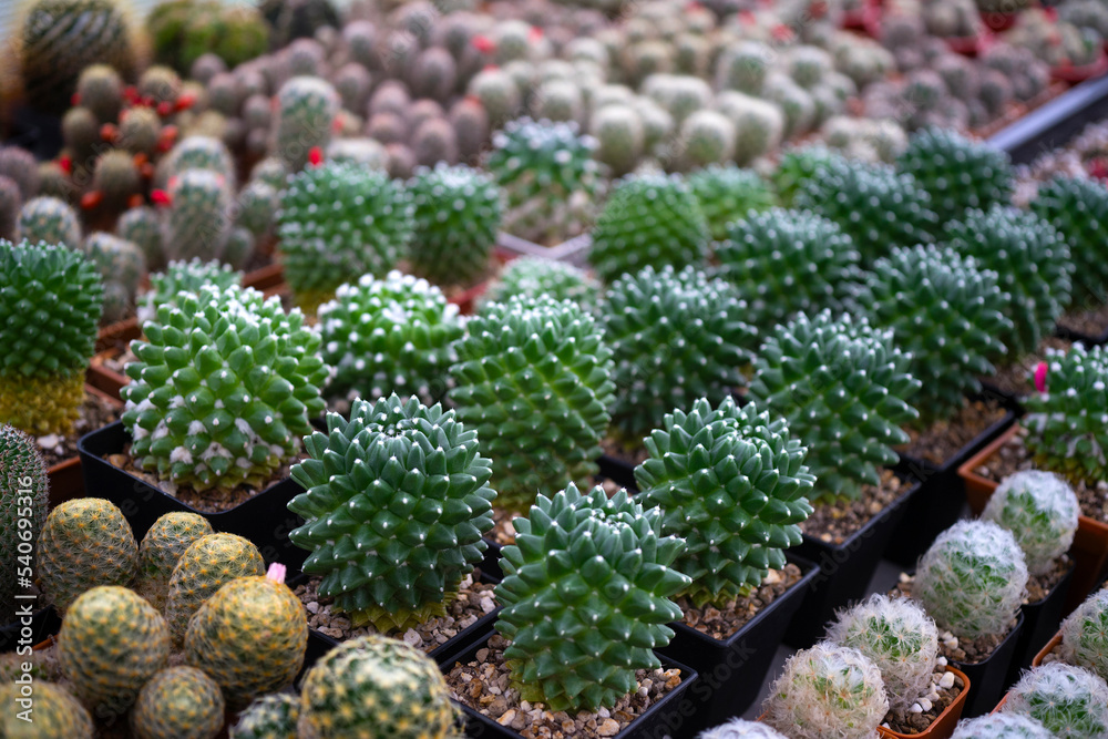 Beatiful closeup cactus in garden Beatiful closeup cactus in garden
