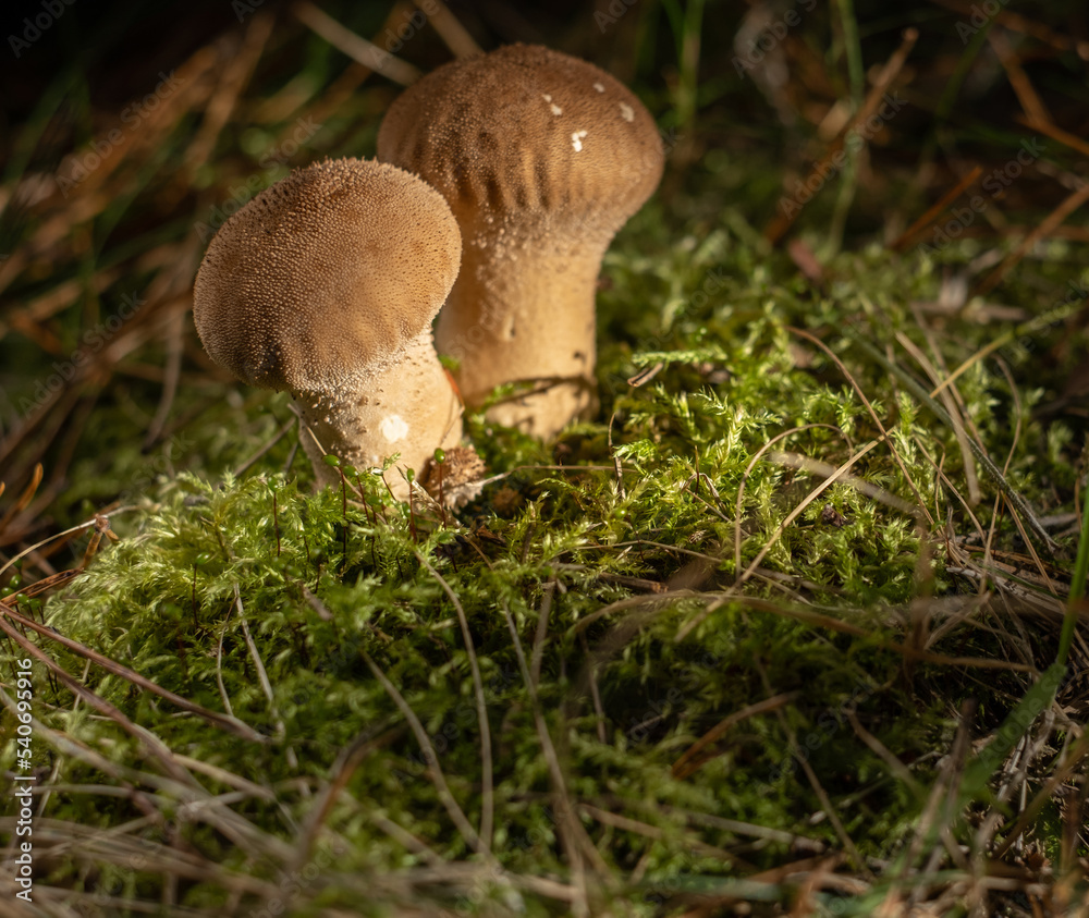 Common puffball mushroom - Lycoperdon perlatum - growing in green moss in the autumn forest Common puffball mushroom - Lycoperdon perlatum - growing in green moss in the autumn forest