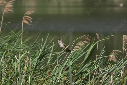 Great reed warbler male bird calling female