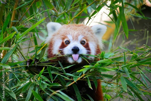 A cute red panda sticks out its tongue while eating bamboo