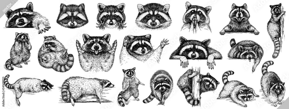 Naklejka premium Vintage engrave isolated raccoon set illustration cut ink sketch. Wild pet background line racoon collection vector art