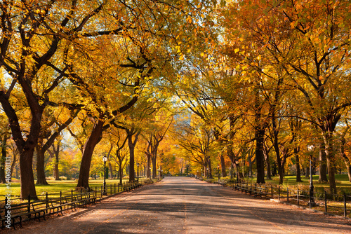 Fototapete Poet's Walk promenade in Central Park in full autumn foliage colors