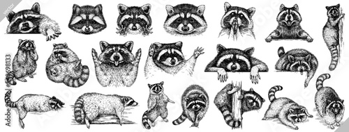 Vintage engrave isolated raccoon set illustration cut ink sketch. Wild pet background line racoon collection vector art