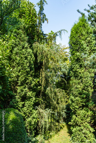 Juniperus communis Horstmann juniper surrounded by evergreens against backdrop of greenery of garden. Close-up of juniper needles hanging from horizontal branches. Nature concept for spring design. photo