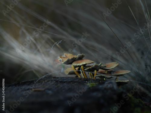 Mushrooms photo