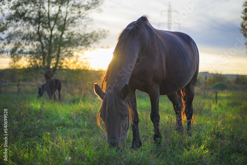 A horse grazes on the meadows at sunset, on an autumn day. photo