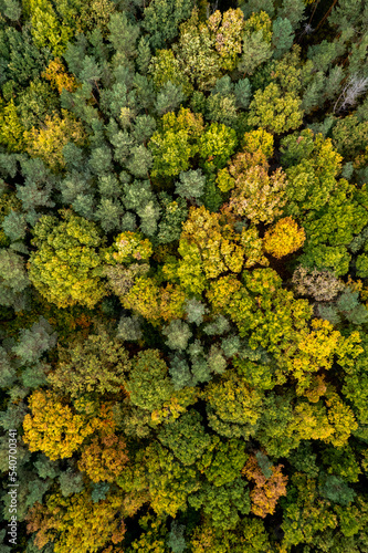 Colourful autumn forest form above, captured with a drone. Natural seasonal landscape background.